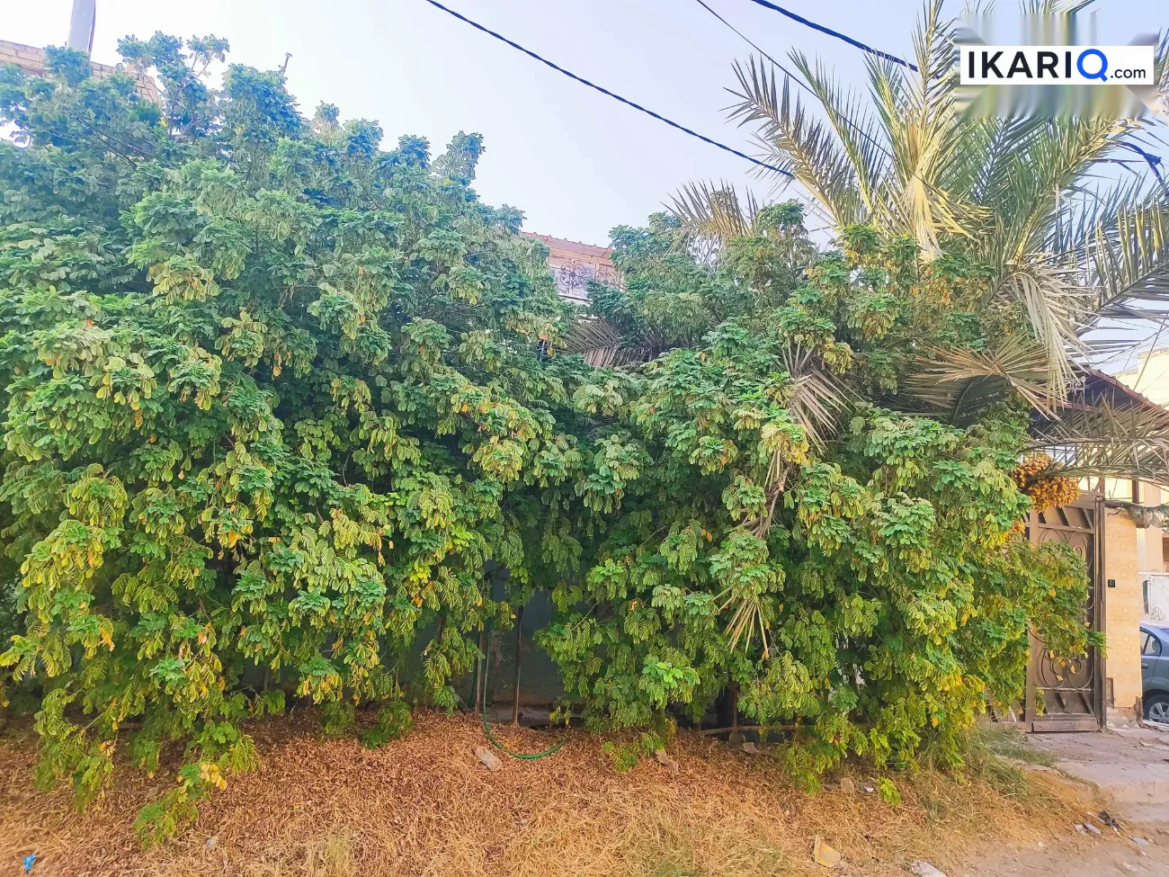 دار للبيع في الكوفة - 218 م² / 160,000,000 IQD — صورة 3