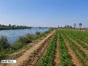 أرض للبيع في المحمودية - 12500 م² / 150,000,000 IQD — صورة 2