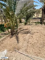 أرض للبيع في الحكيمية - 294 م² / 550,000,000 IQD — صورة 3