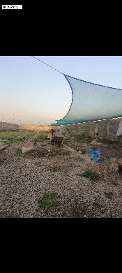 أرض للبيع في 9 نيسان - 3125000 م² / 80,000,000 IQD — صورة 2