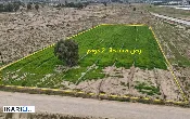 أرض للبيع في ابوغريب - 5000 م² / 507,500,000 IQD — صورة 2