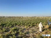 مزرعة للبيع في التاجي - 5000 م² / 5,800,000 IQD — صورة 2