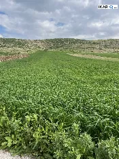 أرض للبيع في بغداد - 5000 م² / 1,450,000 IQD — صورة 3