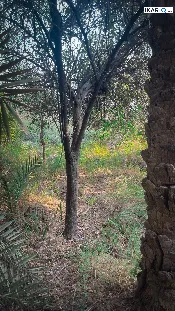 مزرعة للبيع في ابي الخصيب - 2500 م² / 300,000,000 IQD — صورة 4