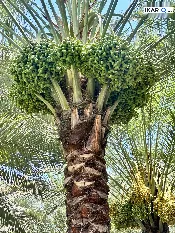 مزرعة للبيع في كربلاء - 400 م² / 230,000,000 IQD — صورة 4