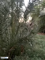 مزرعة للبيع في السراجي - 1800 م² / 60,000,000 IQD — صورة 3