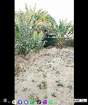 أرض للبيع في الكوفة - 1240 م² / 80,000,000 IQD — صورة 4