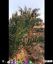 أرض للبيع في الكوفة - 1240 م² / 80,000,000 IQD — صورة 3