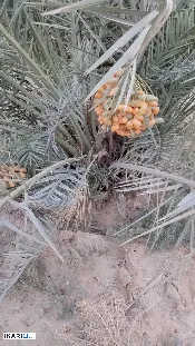 أرض للبيع في الكوفة - 5400000 م² / 80,000,000 IQD — صورة 4