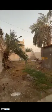 دار للإيجار في كوت الحجاج - 550 م² / 2,750 IQD — صورة 2