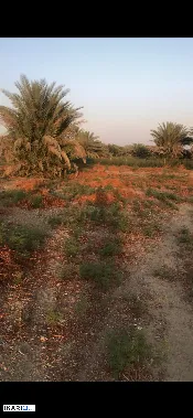 أرض للبيع في الراشدية - 3125 م² / 165,000,000 IQD — صورة 2