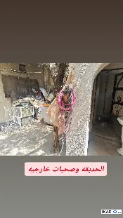 دار للبيع في المشراق الجديد - 150 م² / 300,000,000 IQD — صورة 3