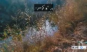 أرض للبيع في ابي الخصيب - 1750 م² / 125,000,000 IQD — صورة 3