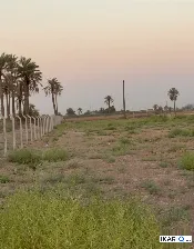 أرض للبيع في بغداد - 22000000 م² / 195,000,000 IQD — صورة 3
