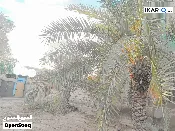 أرض للبيع في ابي الخصيب - 2000 م² / 1,500,000 IQD — صورة 2