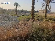 أرض للبيع في ابي الخصيب - 20500 م² / 1,600,000 IQD — صورة 3