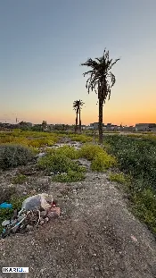أرض للبيع في الجزيره - 1150 م² / 125,000,000 IQD — صورة 2