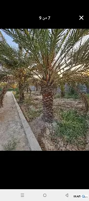 أرض للبيع في ابي الخصيب - 1070 م² / 2,900,000 IQD — صورة 3