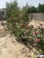 أرض للبيع في الزبير - 1250 م² / 65,000,000 IQD — صورة 2