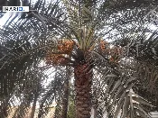 أرض للبيع في ابي الخصيب - 5700 م² / 76,700,777 IQD — صورة 3