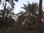 أرض للبيع في ابي الخصيب - 5700 م² / 76,700,777 IQD — صورة 4