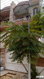 دار للبيع في كويستان - 100 م² / 217,500,000 IQD — صورة 2