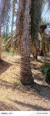 مزرعة للبيع في البصرة - 165 م² / 650,000,000 IQD — صورة 3