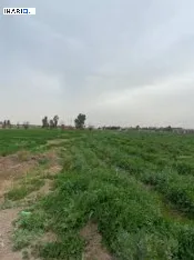 مزرعة للبيع في كربلاء - 250 م² / 160,000,000 IQD — صورة 3