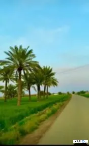 مزرعة للبيع في كربلاء - 250 م² / 160,000,000 IQD — صورة 2
