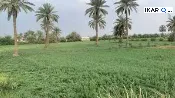 مزرعة للبيع في كربلاء - 250 م² / 160,000,000 IQD — صورة 4