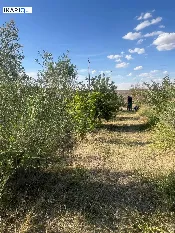 أرض للبيع في بيجي - 10000 م² / 150,000,000 IQD — صورة 3