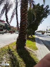 فيلا للإيجار في الجنينة - 320 م² / 3,500 IQD — صورة 4