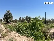 أرض للبيع في المحمودية - 300000 م² / 160,000,000 IQD — صورة 4
