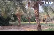 مزرعة للبيع في الكباسي - 1000 م² / 240,000,000 IQD — صورة 3
