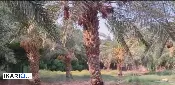 مزرعة للبيع في الكباسي - 1000 م² / 240,000,000 IQD — صورة 2