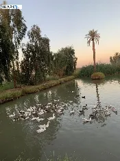 أرض للبيع في الهاشمية - 55 م² / 10,000,000 IQD — صورة 4