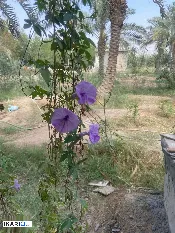 أرض للإيجار في ابو مغيرة - 750 م² / 25,555 IQD — صورة 4