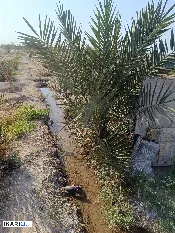 أرض للبيع في الزبير - 7500 م² / 3,800,000 IQD — صورة 3