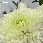 دار للبيع في الجنينة - 206 م² / 350,000,000 IQD — صورة 2