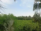 أرض للبيع في المقدادية - 12500 م² / 80,000,000 IQD — صورة 2