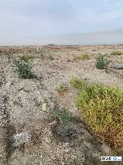 أرض للبيع في الهارثة - 5000 م² / 100,000,000 IQD — صورة 2