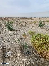 أرض للبيع في الهارثة - 5000 م² / 100,000,000 IQD — صورة 3