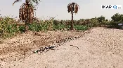 أرض للبيع في قضاء شط العرب - 250 م² / 80,000,000 IQD — صورة 4