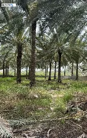 أرض للبيع في عون - 2500 م² / 250,000,000 IQD — صورة 3