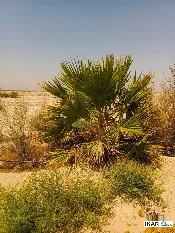 أرض للبيع في الزبير - 32000 م² / 10,000,000 IQD — صورة 2