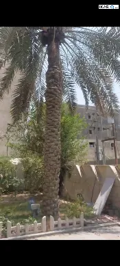 دار للإيجار في البصرة - 250 م² / 5,075,000 IQD — صورة 3