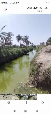 أرض للبيع في أبو الخصيب - 1000 م² / 145,000,000 IQD — صورة 2