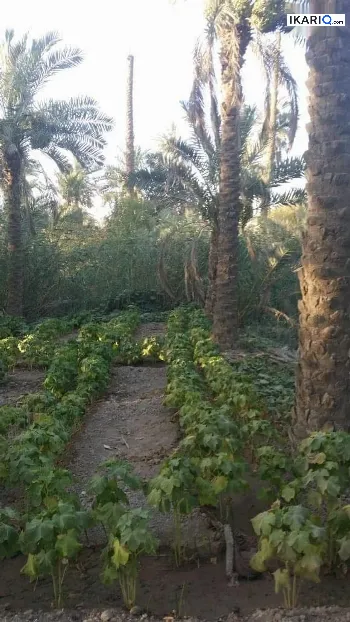 أرض للبيع في أبو الخصيب - 400 م² / 33,000,000 IQD
