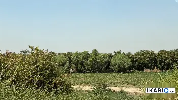 أرض للبيع في واسط - 75000 م² / 3,000,000,000 IQD