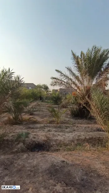 مزرعة للبيع في الحوطة - 3000 م² / 150,000,000 IQD